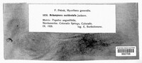 Melampsora occidentalis image